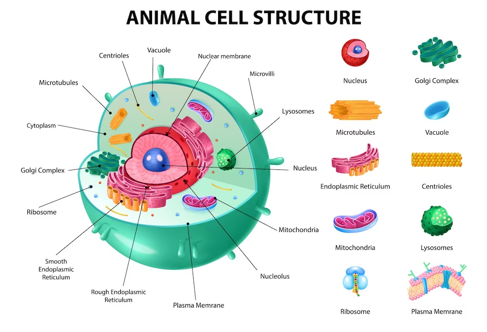 WHAT IS CELL?