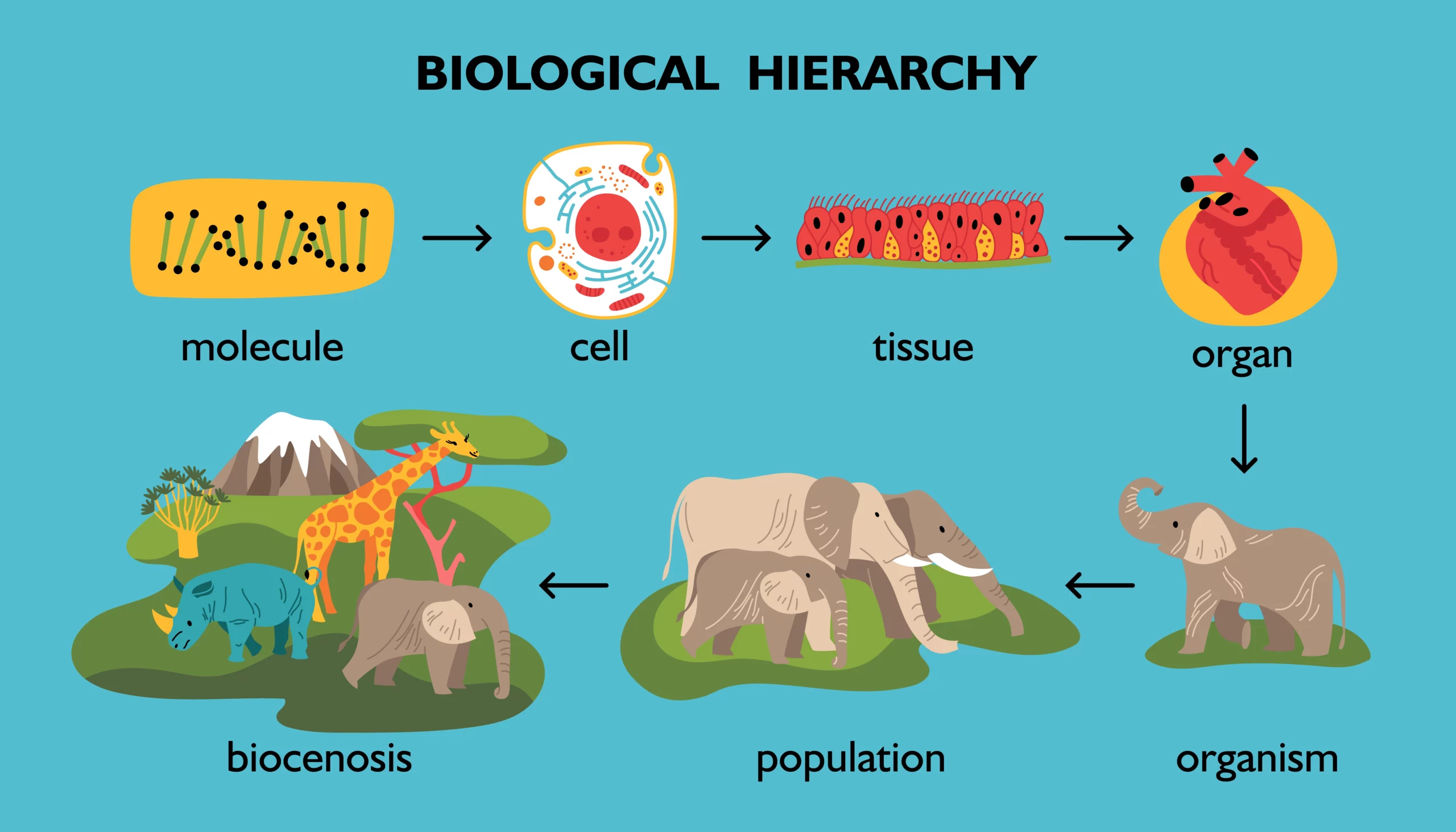 Biological classification