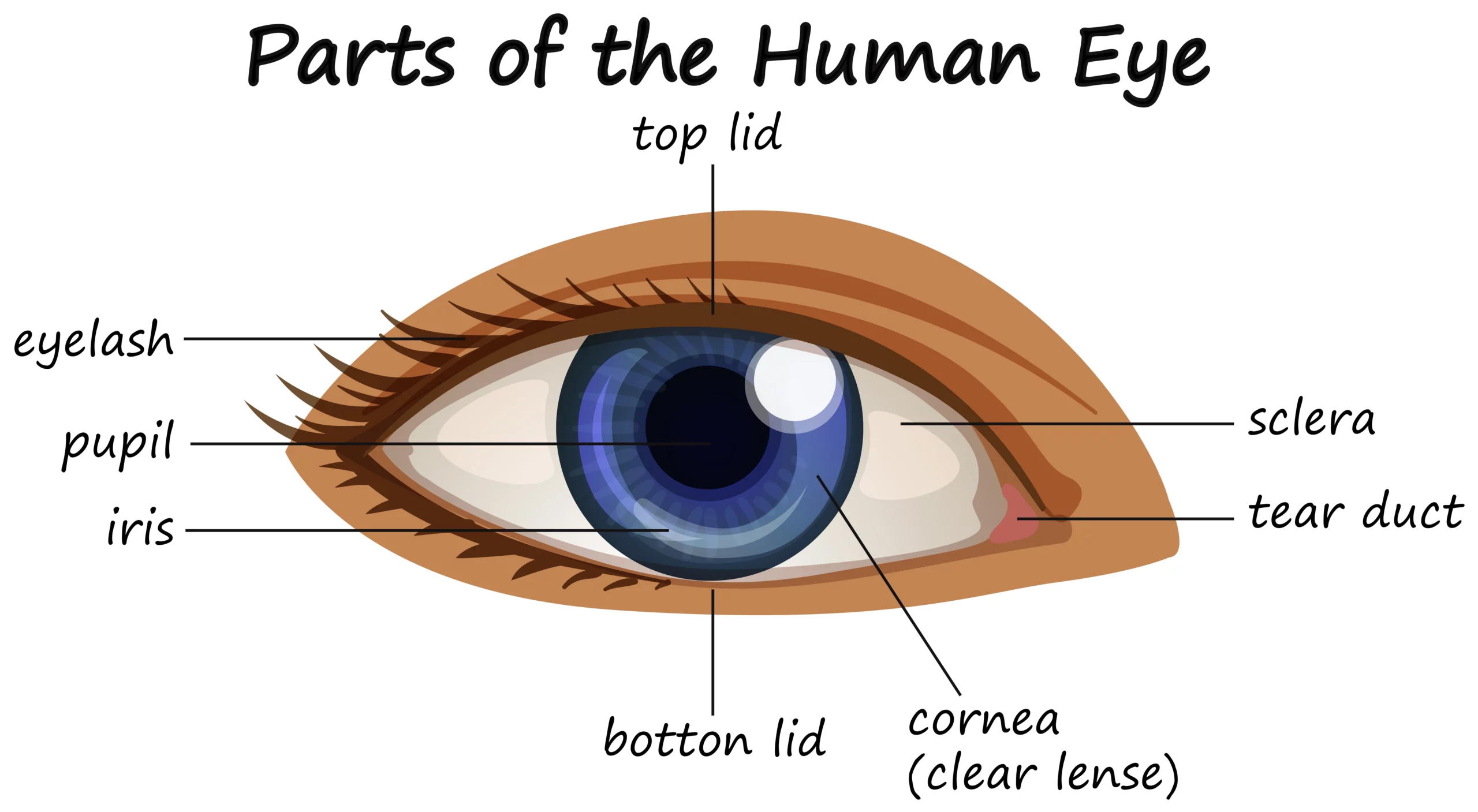 Human Eye: Anatomy, parts and structure