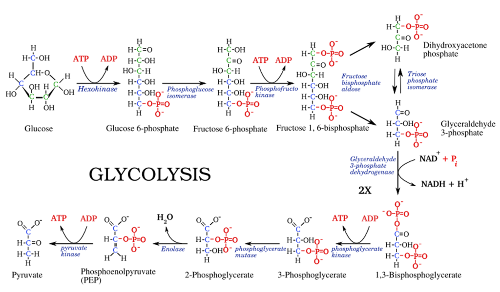 Glycolysis Pathway