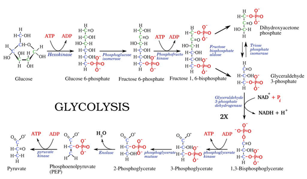 glycolysis pathway