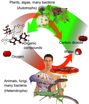 cellular respiration process