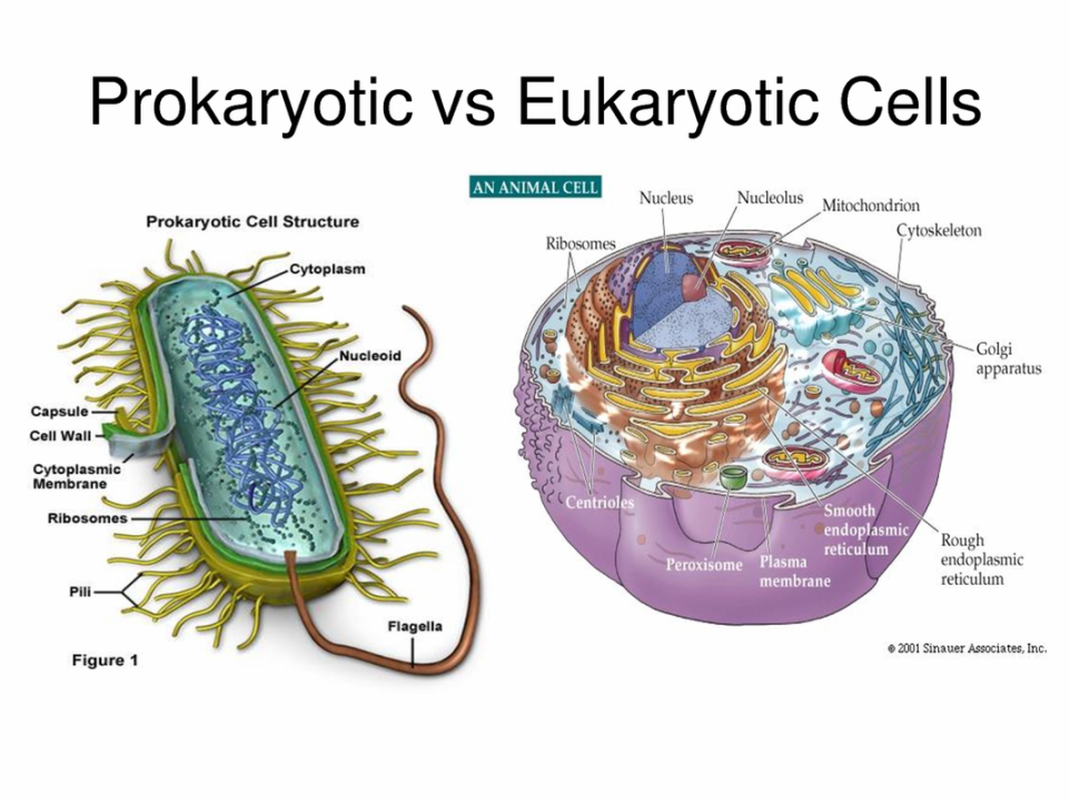 THE CELL AND CELL THEORY