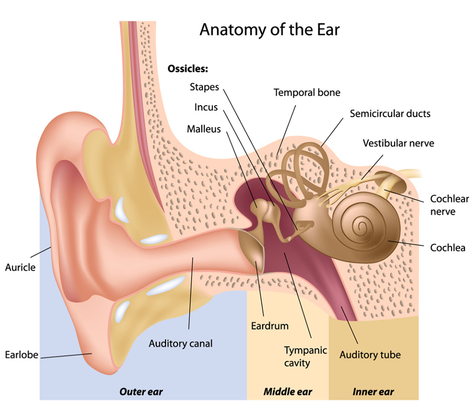 Ear Anatomy — Biology Notes