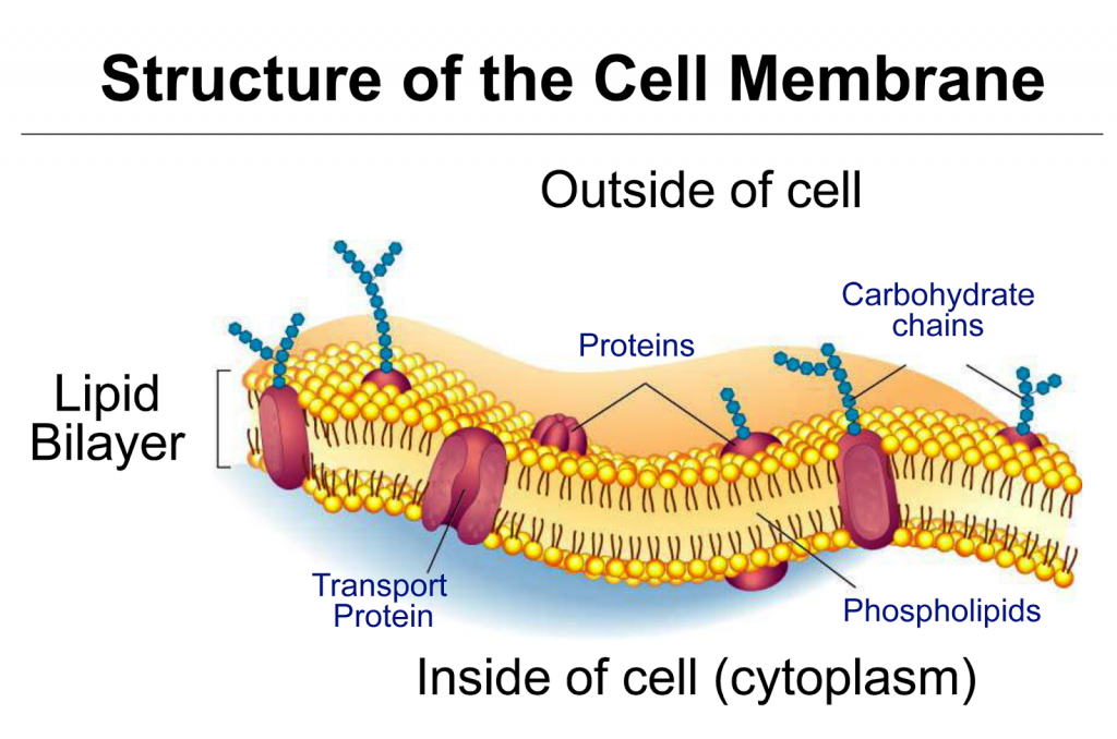 COMPONENTS OF THE CELL — Biology Notes