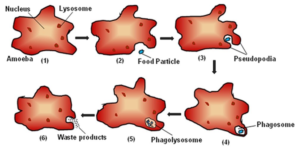 DIGESTIVE SYSTEM