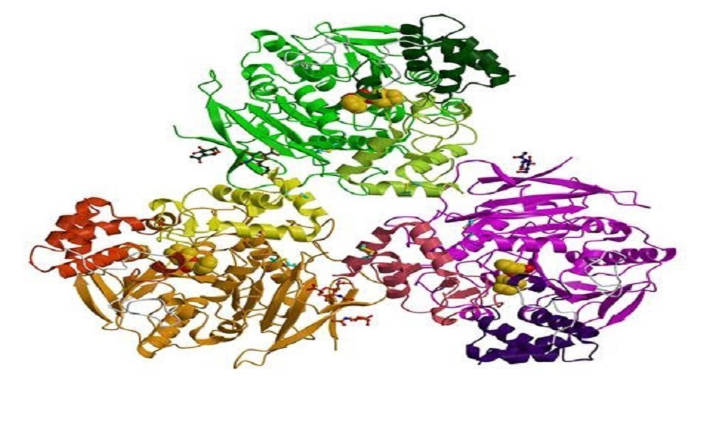 What is enzyme and characteristics?