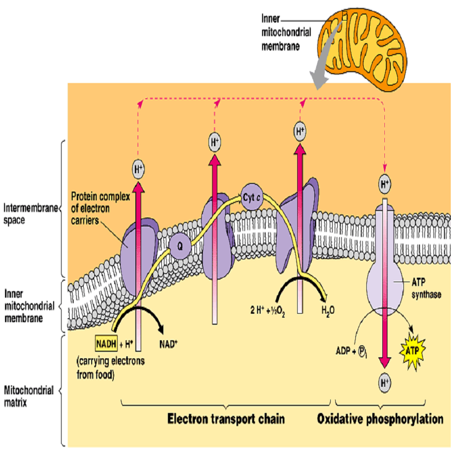 Image result for electron transport chain and oxidative phosphorylation