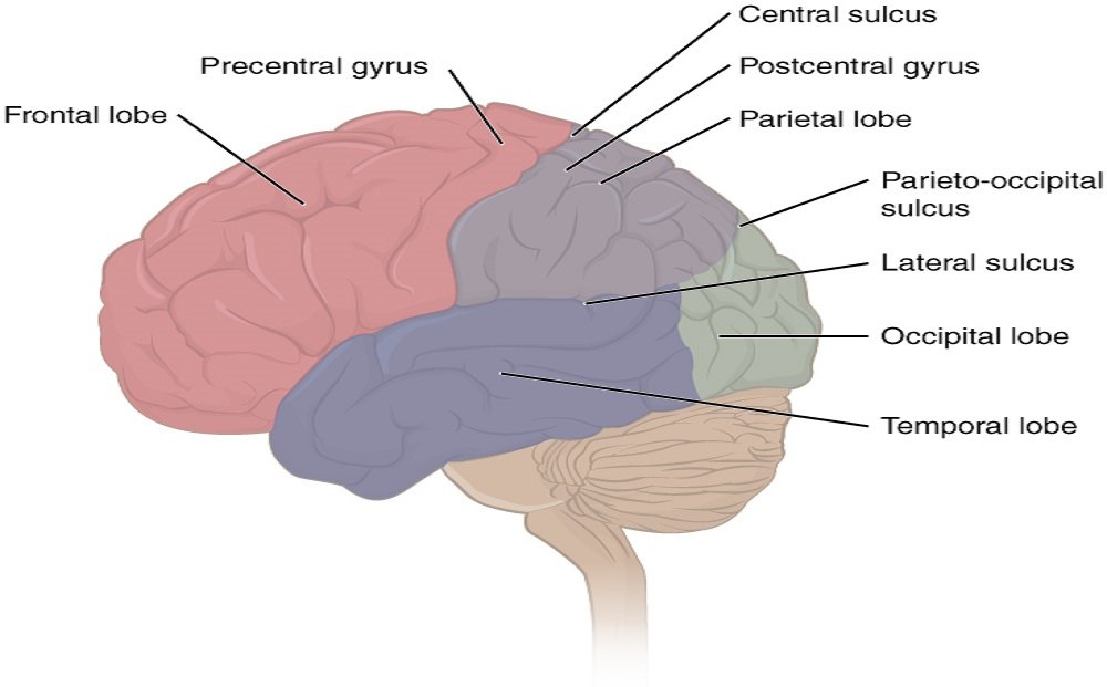 HUMAN NERVOUS SYSTEM