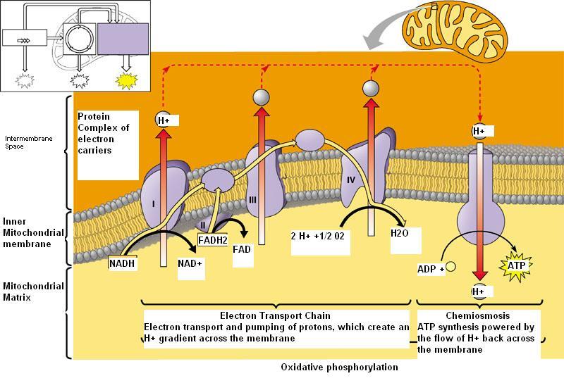 OXIDATIVE PHOSPHORYLATION, ELECTRON TRANSPORT CHAIN — Biology Notes