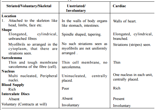 Shape and Function of muscles tissue