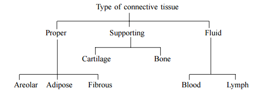 types of connective tissue