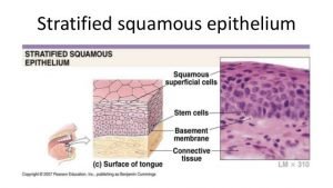 Stratified Epithelium