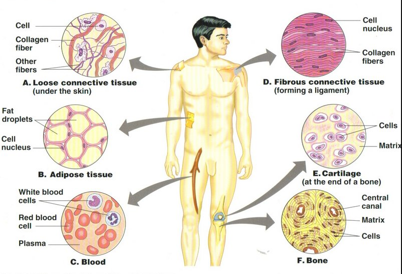 Types of connective tissue