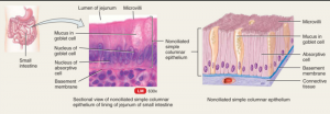 cillieted columnar