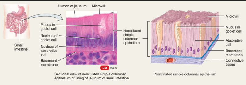 cillieted columnar