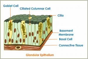 glandular-epithelium-tissue