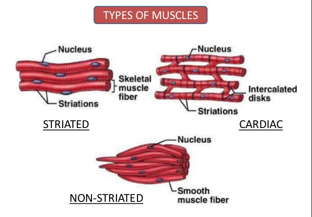 Types of muscles