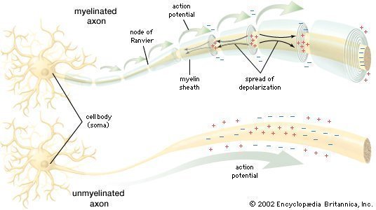 nerve cell