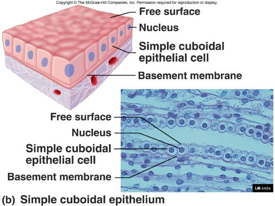 simple cuboidal