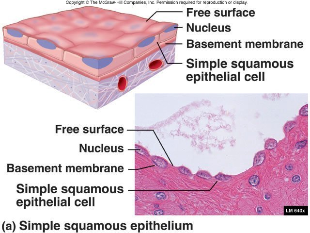 simple squamous epithellium