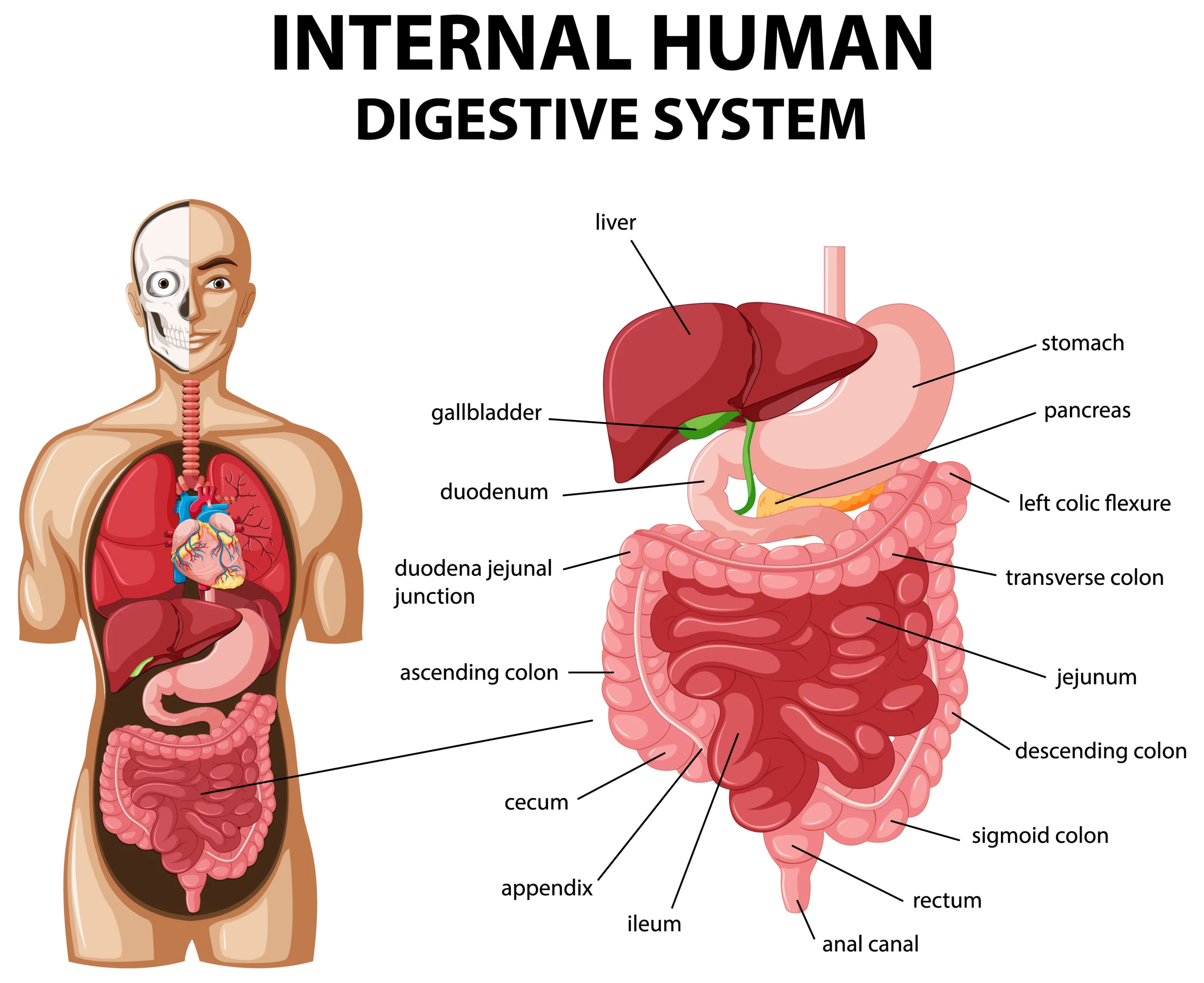 Human Digestive System