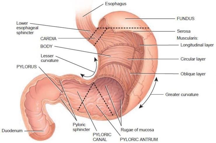 Anterior-view-of-regions-of-stomach-6