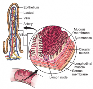 Longitudinal section of the villus