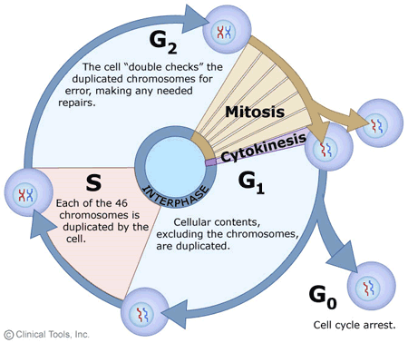 Q & A ON CELL CYCLE AND CELL DIVISION