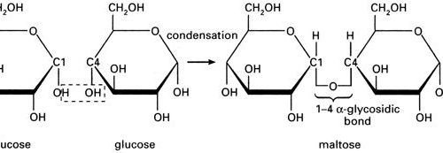types_of_carbohydrates