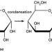 types_of_carbohydrates