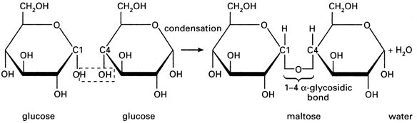 CARBOHYDRATES