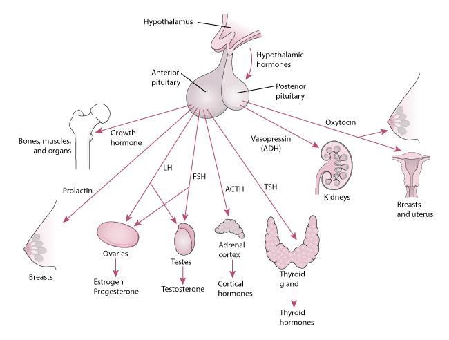 An overview of Pituitary Gland