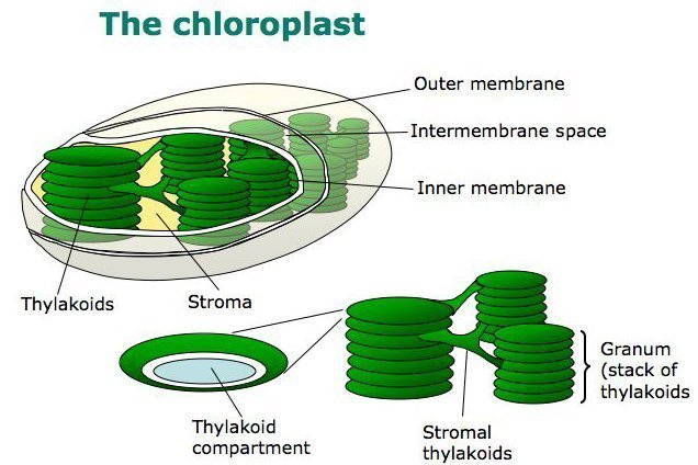 chloroplast