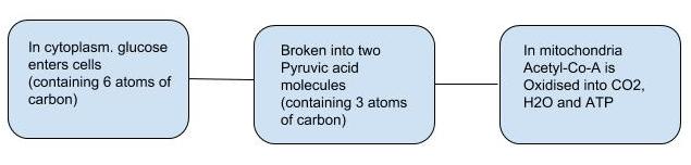 flow-chart of the fate of glucose to release energy