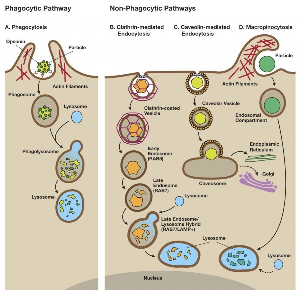 lysosomes