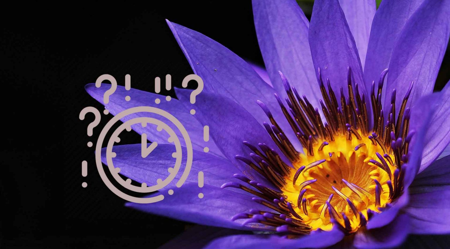 How do plants know when to flower? — Biology Notes