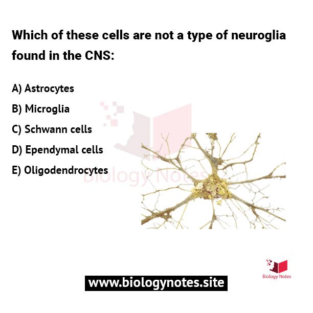 Which of these cells are not a type of neuroglia found in the CNS