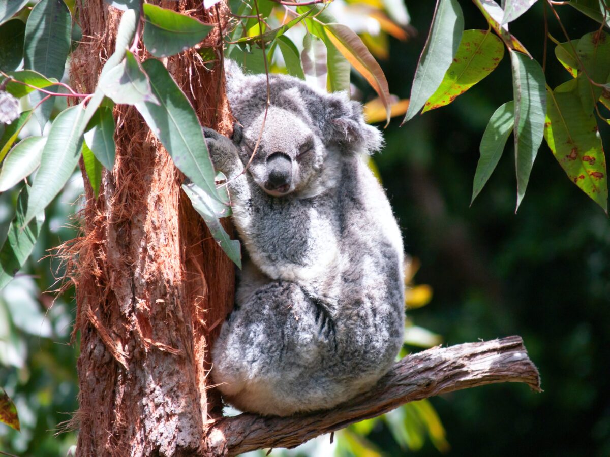 Koala Has Human Like Fingerprints!