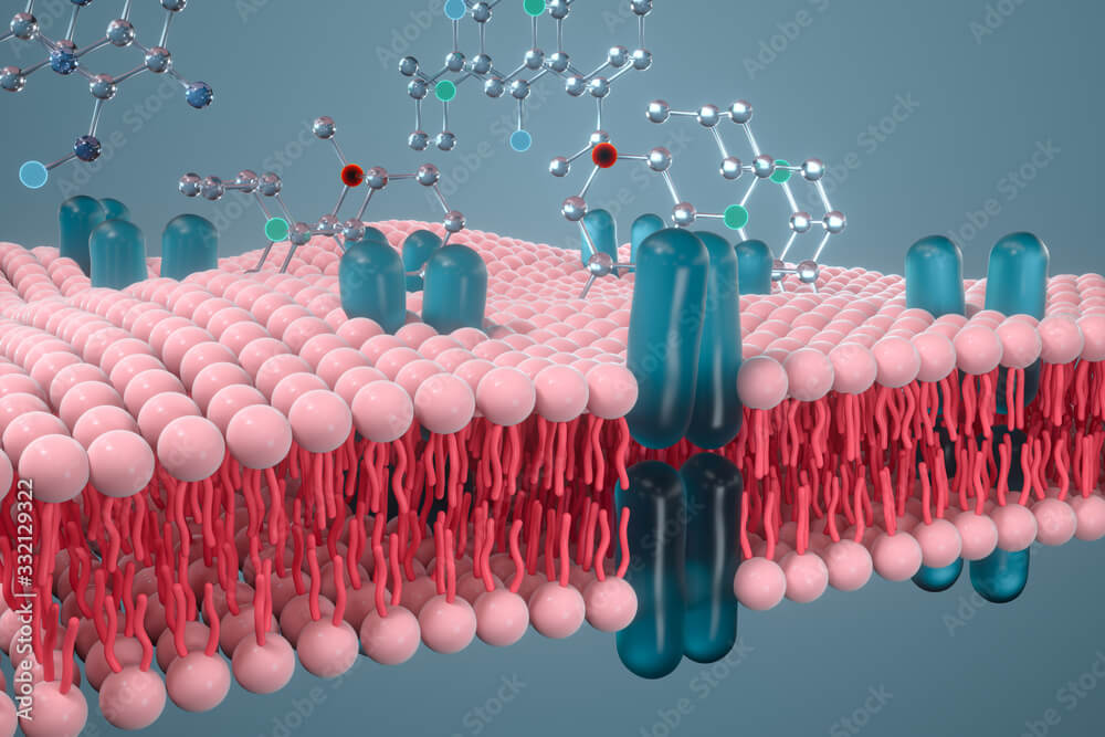 plasma membrane