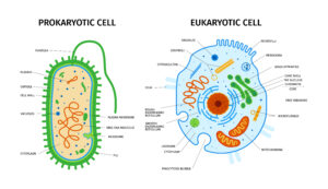 Prokaryotic vs. Eukaryotic Cells
