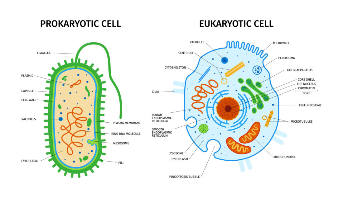 Prokaryotic vs. Eukaryotic Cells