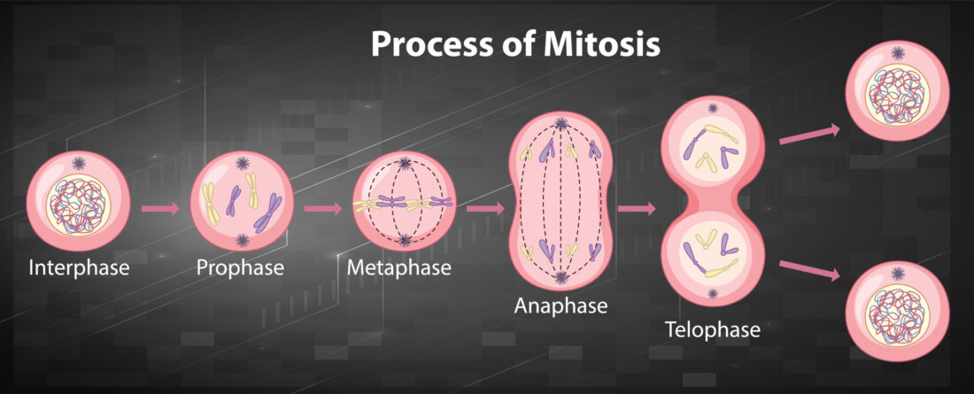 Mitosis: A Comprehensive Explanation of Each Stage and Its Vital Role in Cell Division