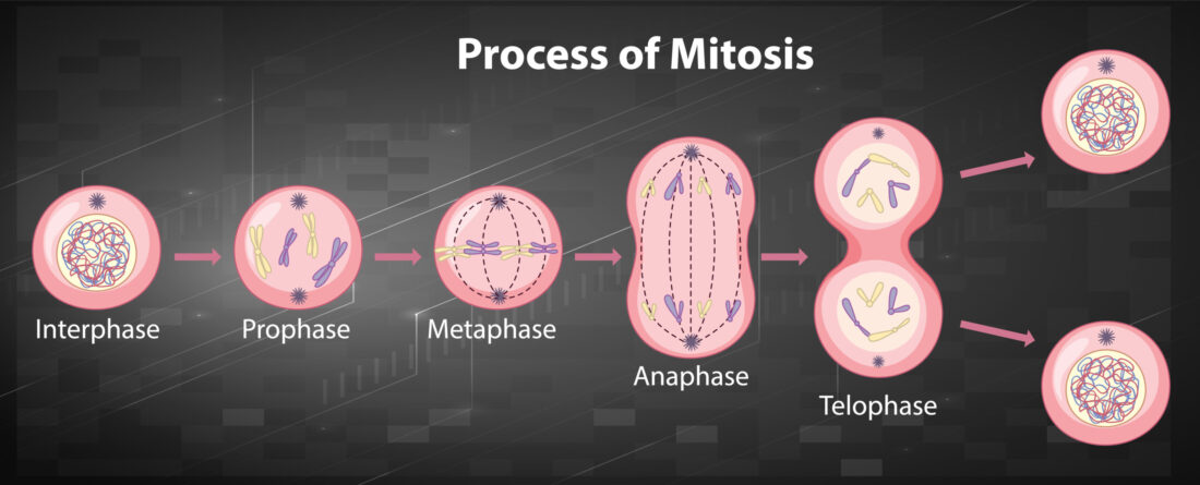 Mitosis