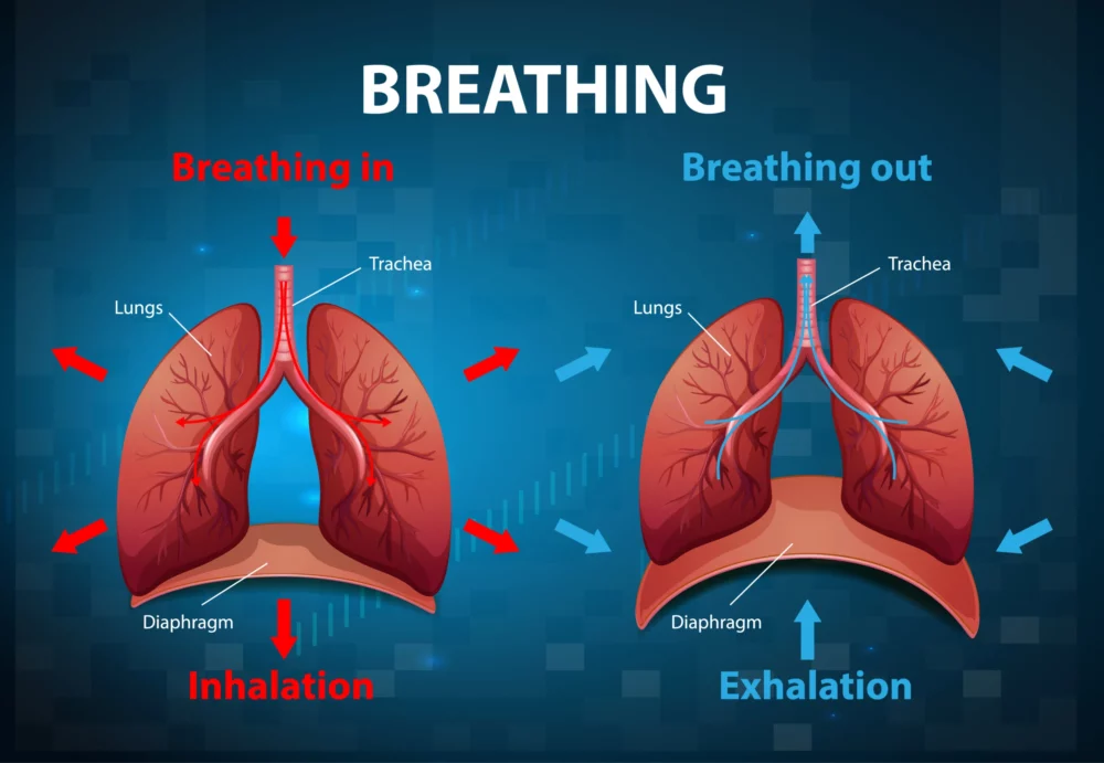 The Respiratory Puzzle: Gaseous Exchange vs. Breathing