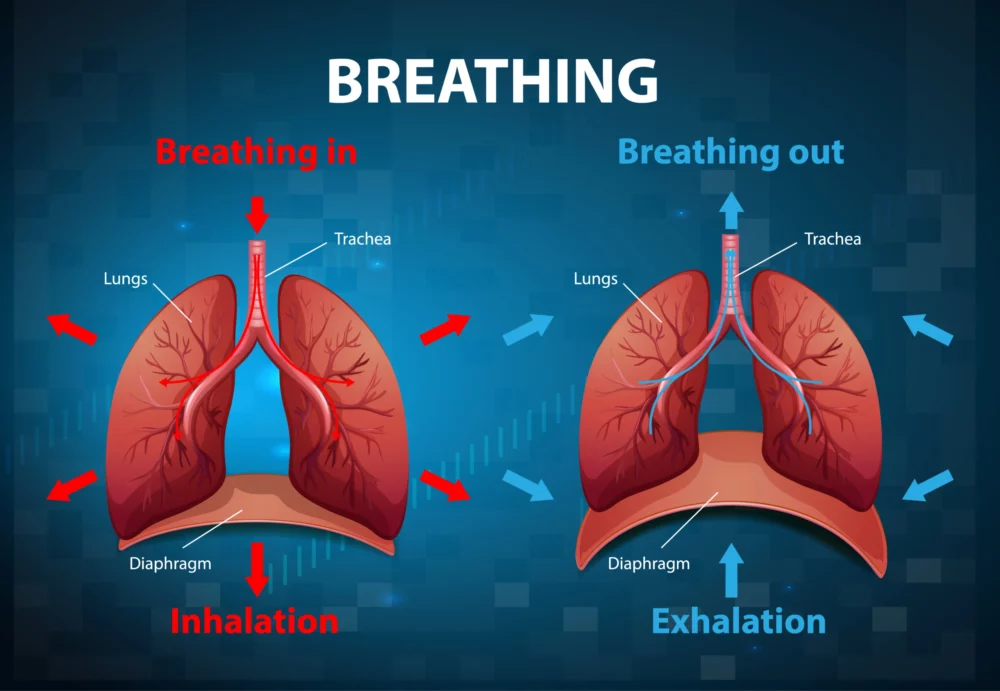 Gaseous Exchange vs. Breathing