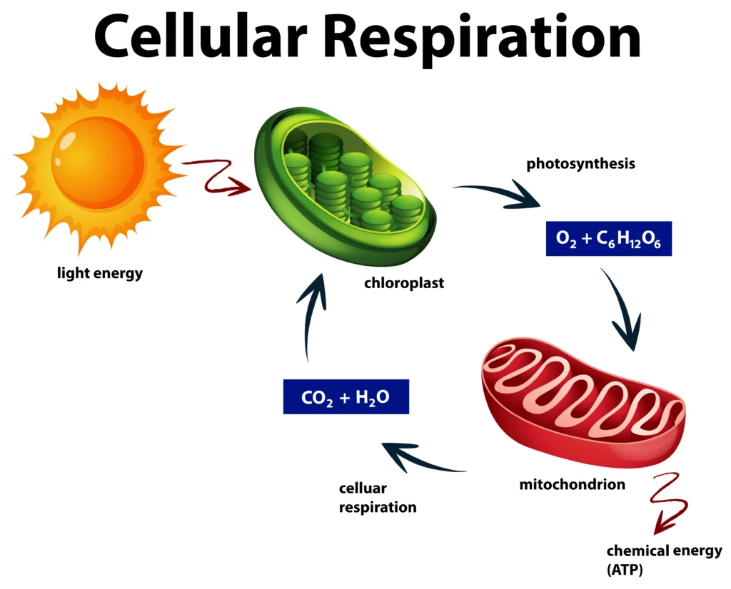 Cellular Respiration