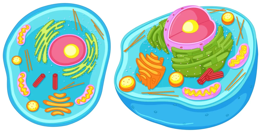 cell organelles