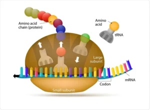 alt="Labeled structure of ribosome showing large and small subunits"